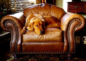canine-chair-cushion-dog-546228