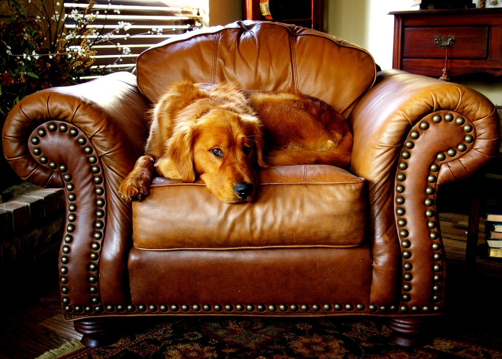 canine-chair-cushion-dog-546228